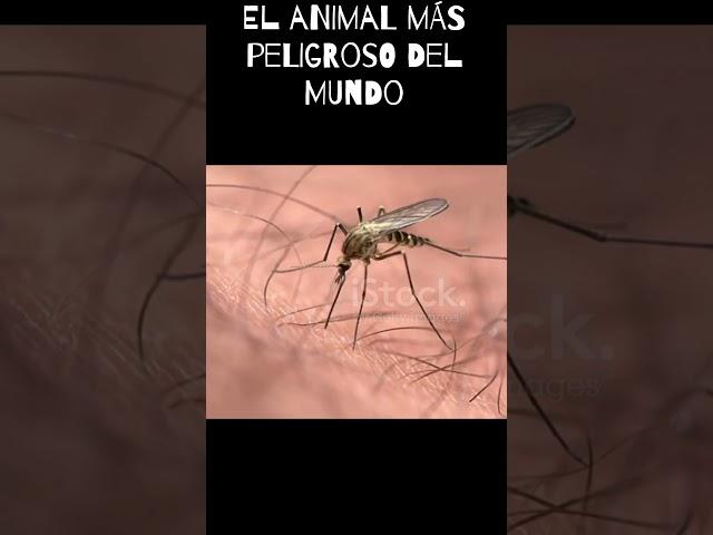 El animal más peligroso del mundo #animals #animales #moscas #viral #shorts #shortvideo