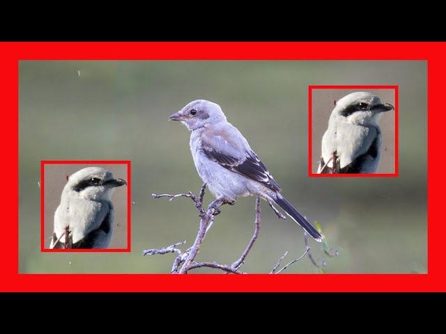 Northern Shrike Song! Northern Shrike Call! Sound! Voice!- Alcaudón Boreal Canto - Lanius Borealis