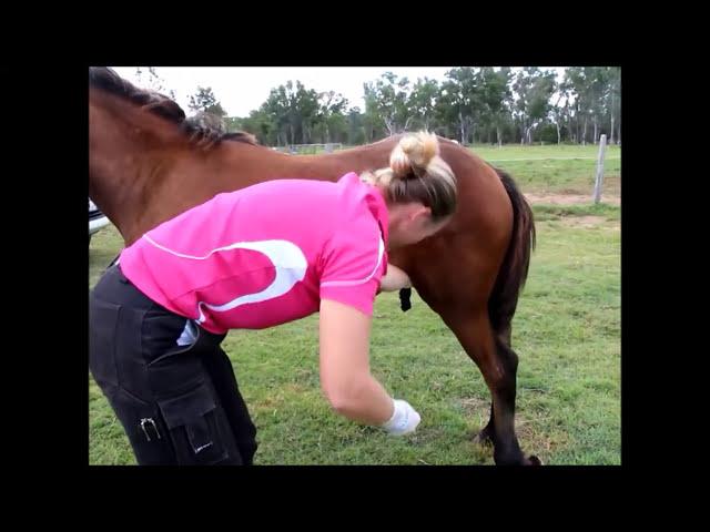 Horse Castration Standing by Dr Louise Cosgrove (Equine Vet)