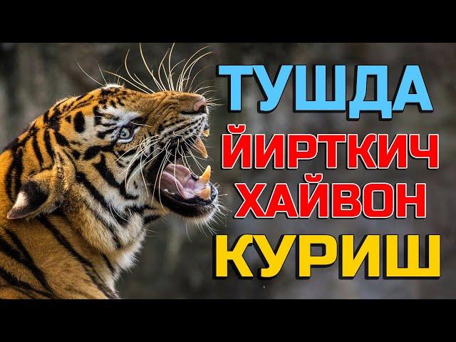 Туш Табири - Тушда Йирткич хайвон куриш