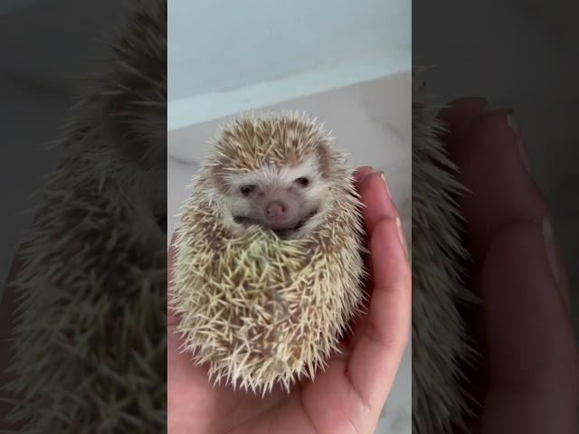 Hedgehog angry #hedgehoglove #babypictures #cute