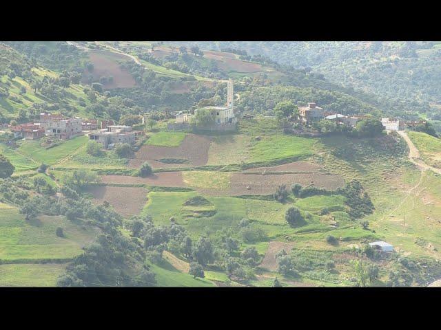  المغرب يسعى لاستخدام القنب الهندي من خلال تقنين زراعة النبتة المخدرة