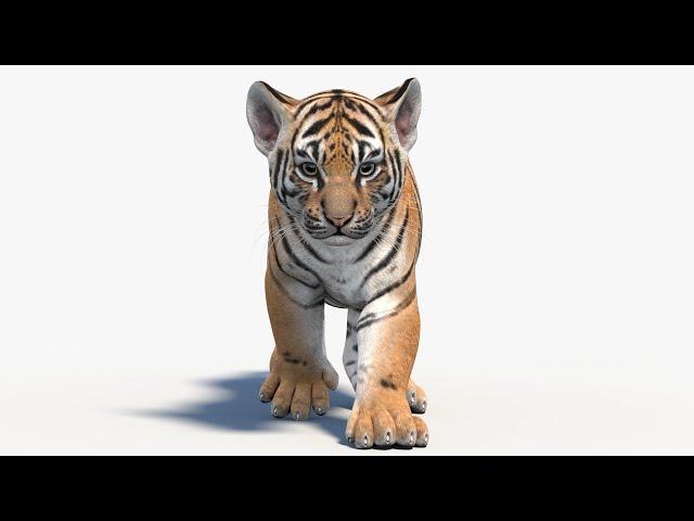 Animated Tiger Cub 3D Model | @PROmax3D