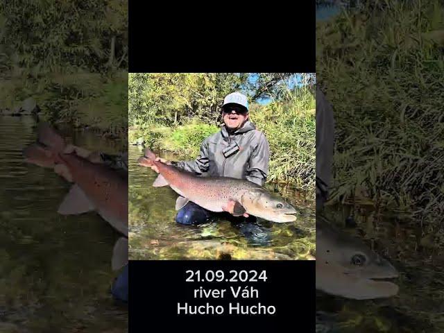 Hucho Hucho from river Váh  (128cm)