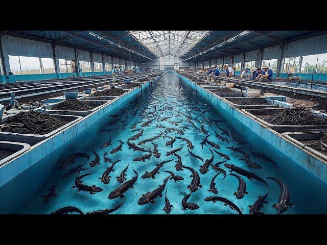 How Chinese Farmers Raise 2.6 Million Giant Salamanders Every Year