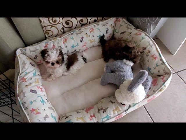 Playful Shih Tzu Puppies || TOO CUTE