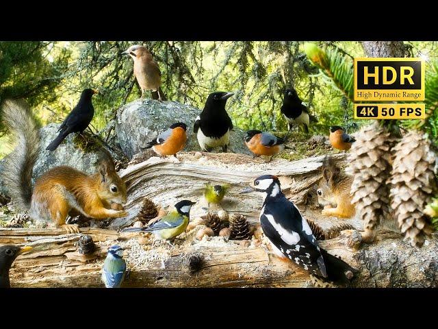 Birds for Cats to Watch  The Forest Nook Restaurant for Woodland Friends 10hrs Cat & Dog TV 4K HDR