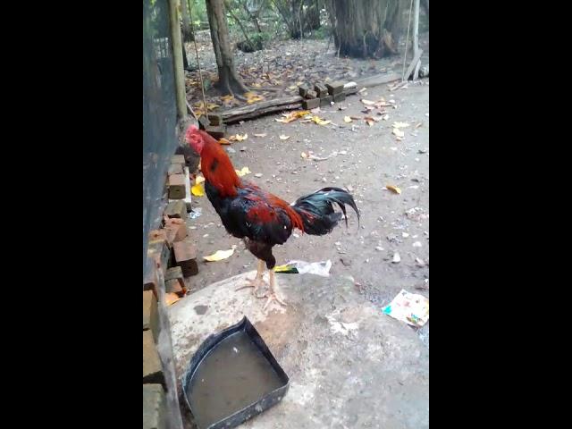 Ayam bangkok aduan muratara