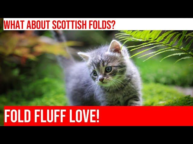 Adorable Scottish Fold Cats: All About Their Unique Features