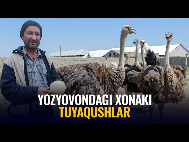 Yozyovondagi xonaki tuyaqushlar