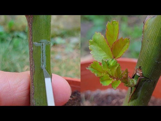 Grafting plants | Grafting Rose by T-Budding - Rose bud grafting