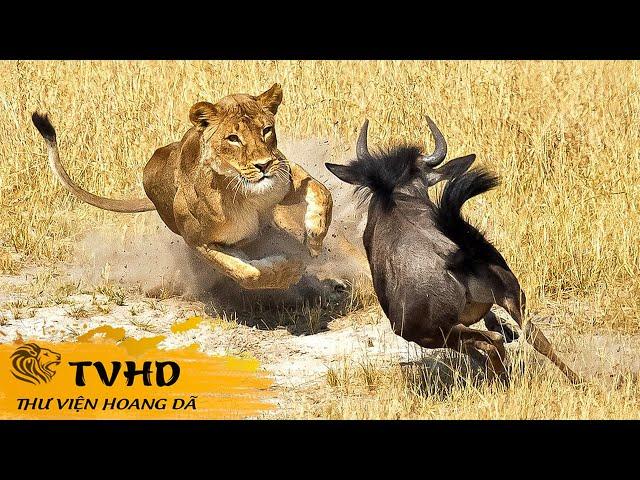  VÙNG ĐẤT HUYỀN THOẠI MASAI MARA VÀ CUỘC DI CƯ VĨ ĐẠI NHẤT HÀNH TINH! | TVHD