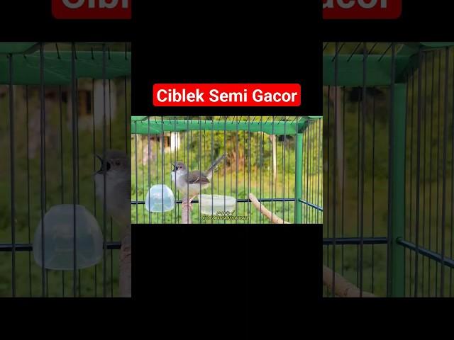 Suara Burung Ciblek Semi Gacor #kicaumania #ciblekkristalgacor #kicaumanianusantara