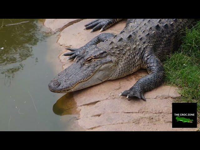 Nile Crocodile VS Hippo | Is The Crocodile Afraid? A Full Documentary