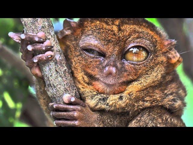 10 Unusual and Amazing Animals of our Planet (Part 1)