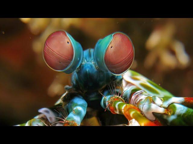 The mantis shrimp breaks the skulls of crabs, the octopus has a hard time!