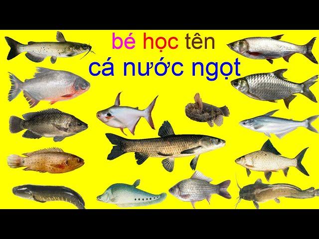 bé học tên các loại cá nước ngọt   con gì đây   cá trắm , cá chép cá mè , cá trôi , cá rô , cá bống