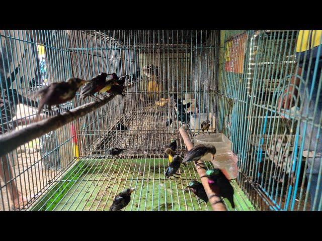 Update Stock Toko Burung Mbak Dwi Sidoarjo Kamis 28 November Juga Trima Setor 089628101130