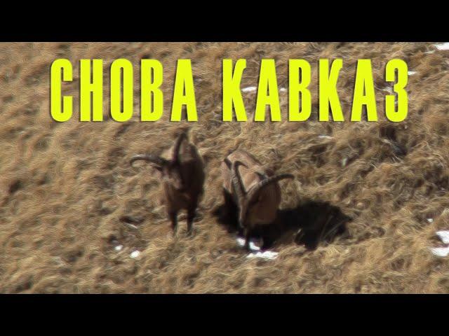 Снова Кавказ/ Caucasian mountains again