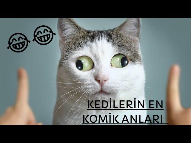 KEDİLERİN EN KOMİK ANLARI /// FUNNY CATS MOMENTS /// NE İZLESEM?