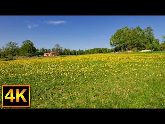 Relaxing nature walk on the island of helgö in Sweden - 4K Slow TV