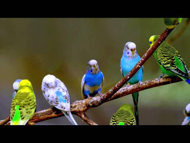 Budgie Sounds (3 Hours)