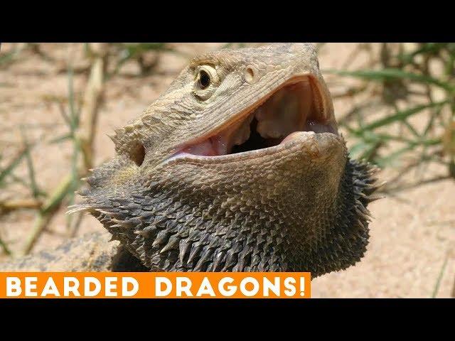 Funniest Cool Bearded Dragon Videos Weekly Compilation 2018 | Funny Pet Videos