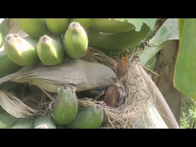 jungle babbler birds juvenile twins fall out of  nest crane neck videos #wildlife #bird