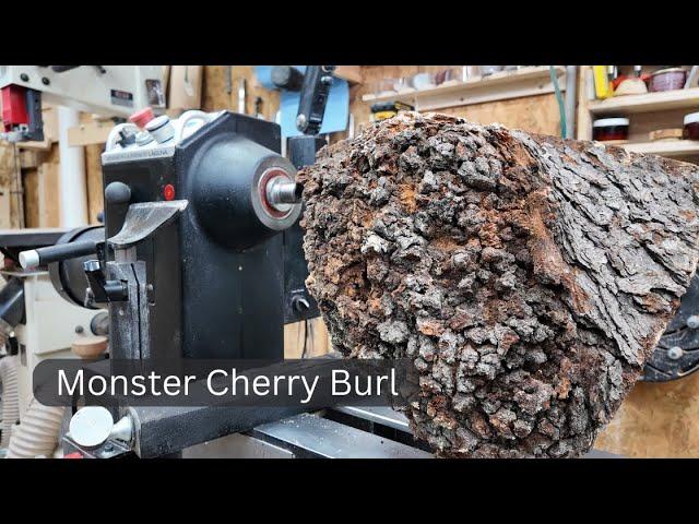 150lb Cherry Burl?