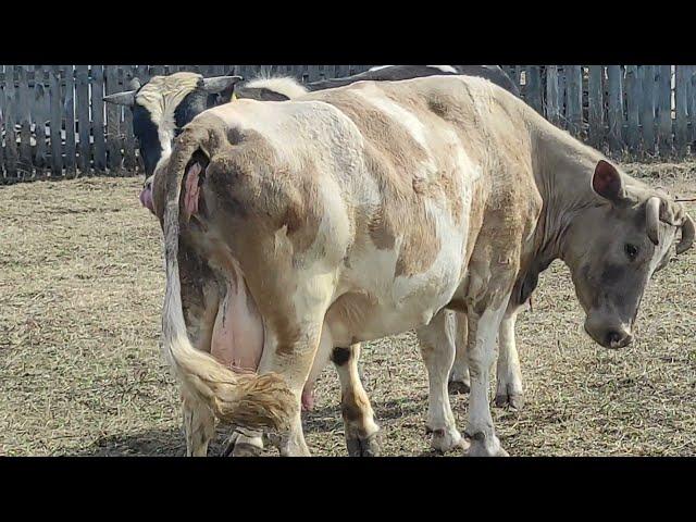 СПАРИВАНИЕ БЫКА С КОРОВОЙ /Mating Bull