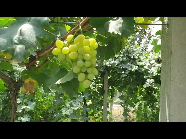 Early white seedless Grapes at Gul Grapes Farms