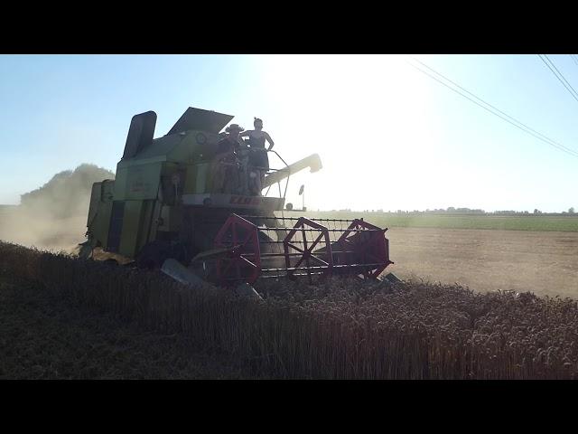 Ernteeinsatz 2019 Claas Mähdrescher Protector und Claas Junior gezogen von IHC 744