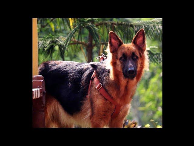 German shepherd Running|The Most Popular Dog