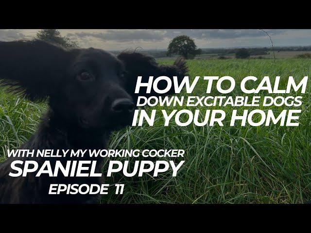 How To Calm Excitable Dogs In Your Home | The Dog Therapist