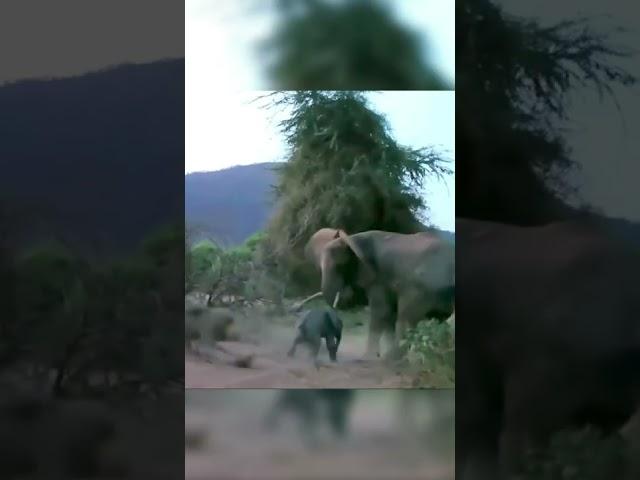 Elephant mother saves her baby from lion