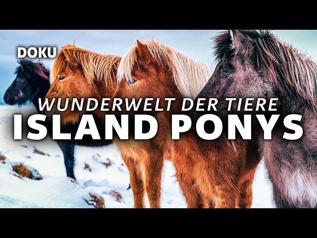 Wunderwelt der Tiere - Island Ponys (PFERDEDOKU | Doku auf Deutsch ansehen, Tierdoku komplett)