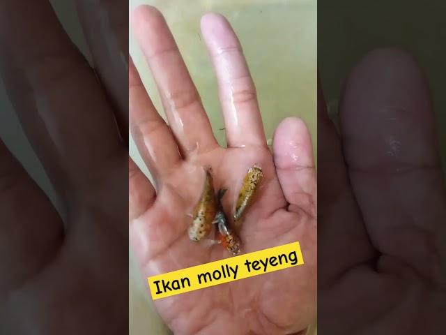 Ikan molly hibrid dari molly thailand