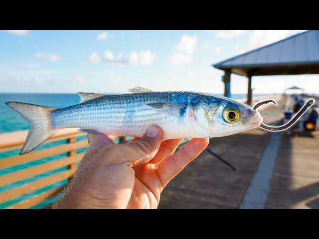 Hooking MASSIVE Pier Fish on Live Mullet Bait