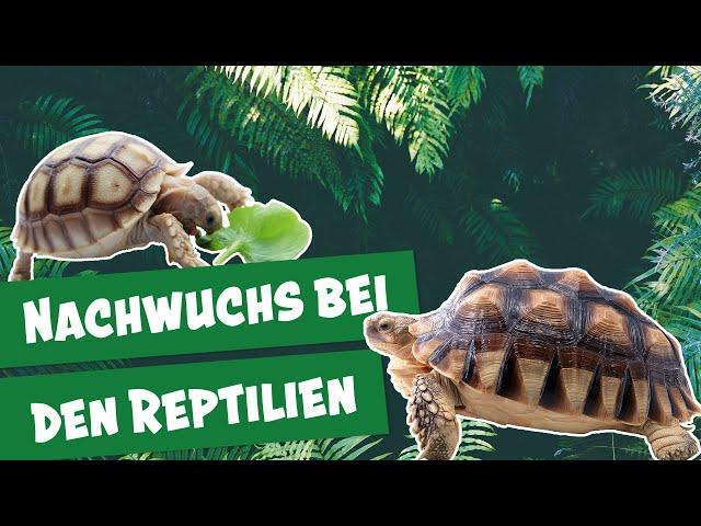 Wie schlüpft eine Schildkröte? I Panda, Gorilla & Co.