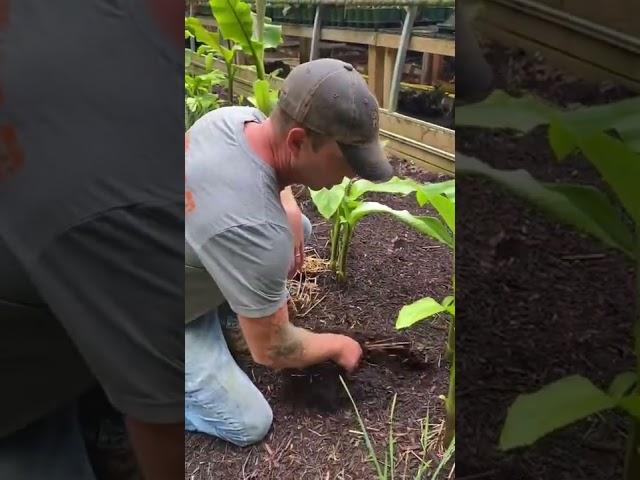 How to Plant Hardy Banana Plants