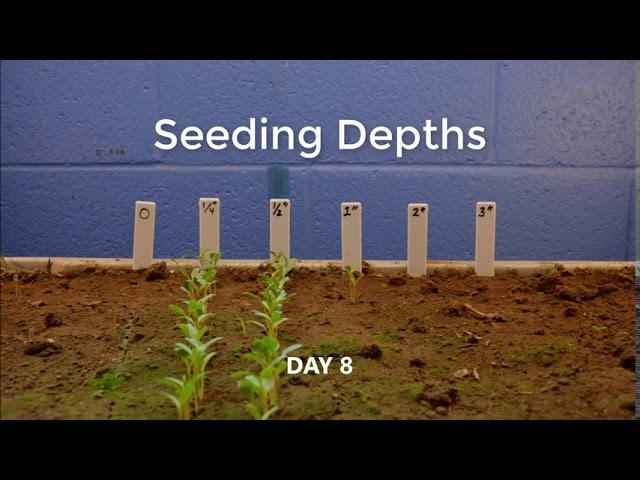 Impact of Seeding Depth on Alfalfa Emergence