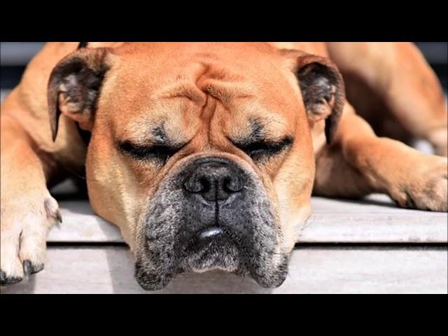 relaxing music for dogs