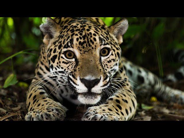 Los 30 Animales del AMAZONAS Más Increíbles y Bellos