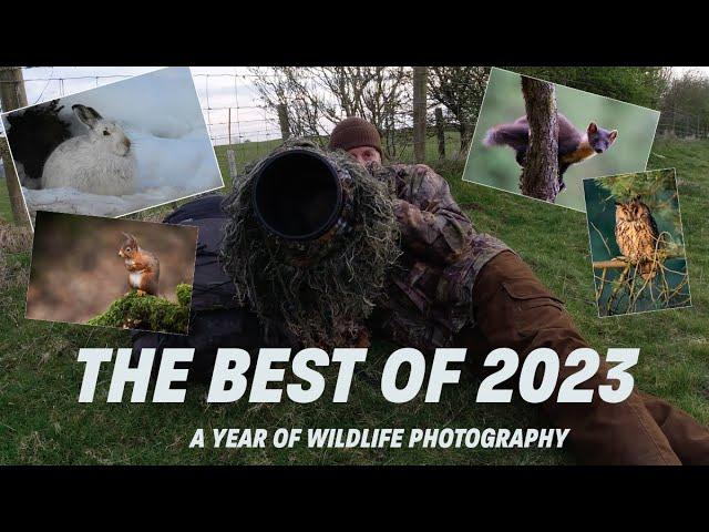 THE BEST OF 2023- A YEAR OF WILDLIFE PHOTOGRAPHY- BEST IMAGES