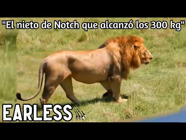 EARLESS | ESTE es el LEÓN más GRANDE de ÁFRICA