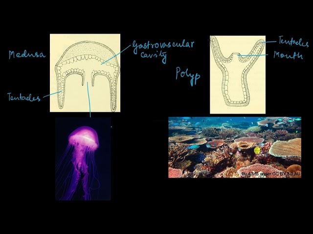 Phylum Cnidaria | Animal kingdom | Biology | Khan Academy