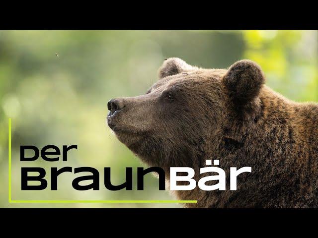 Der Braunbär - Das musst du über ihn wissen! - 15 spannende Fakten