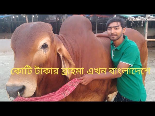 ওয়ার্ল্ড চ্যাম্পিয়ন সেরা ব্রাহমা এখন বাংলাদেশে। Cow farm