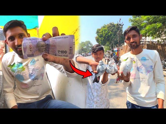 ₹100 Pigeon Purchase Challenge! || Kya itne Saste Me Kabootar Mil Sakta Hai 