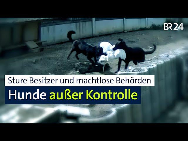 Bissige Hunde verängstigen Anwohner - Behörden machtlos? | BR24 vor Ort